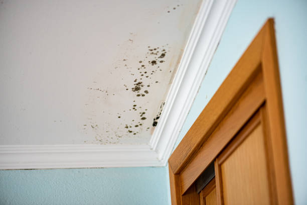 Best Mold Remediation Experts  in Shippensburg, PA