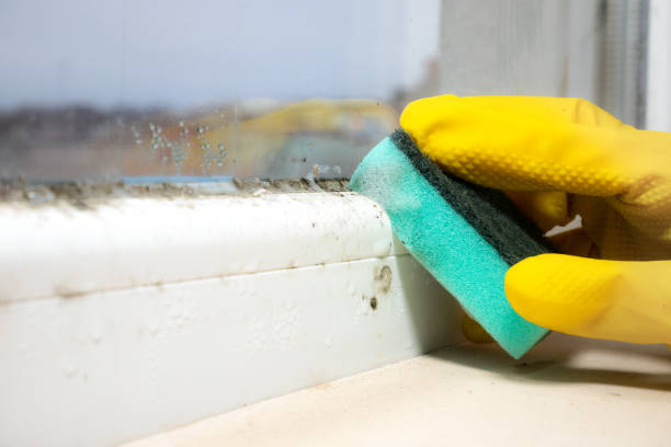 Mold Testing and Removal in Shippensburg, PA