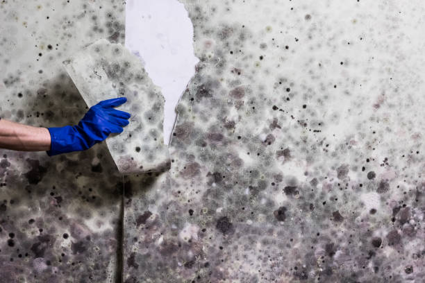 Best Black Mold Removal  in Shippensburg, PA