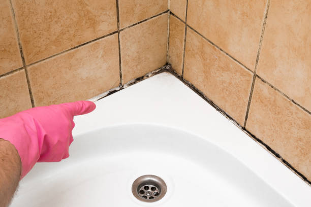 Trusted Shippensburg, PA Mold Removal Experts